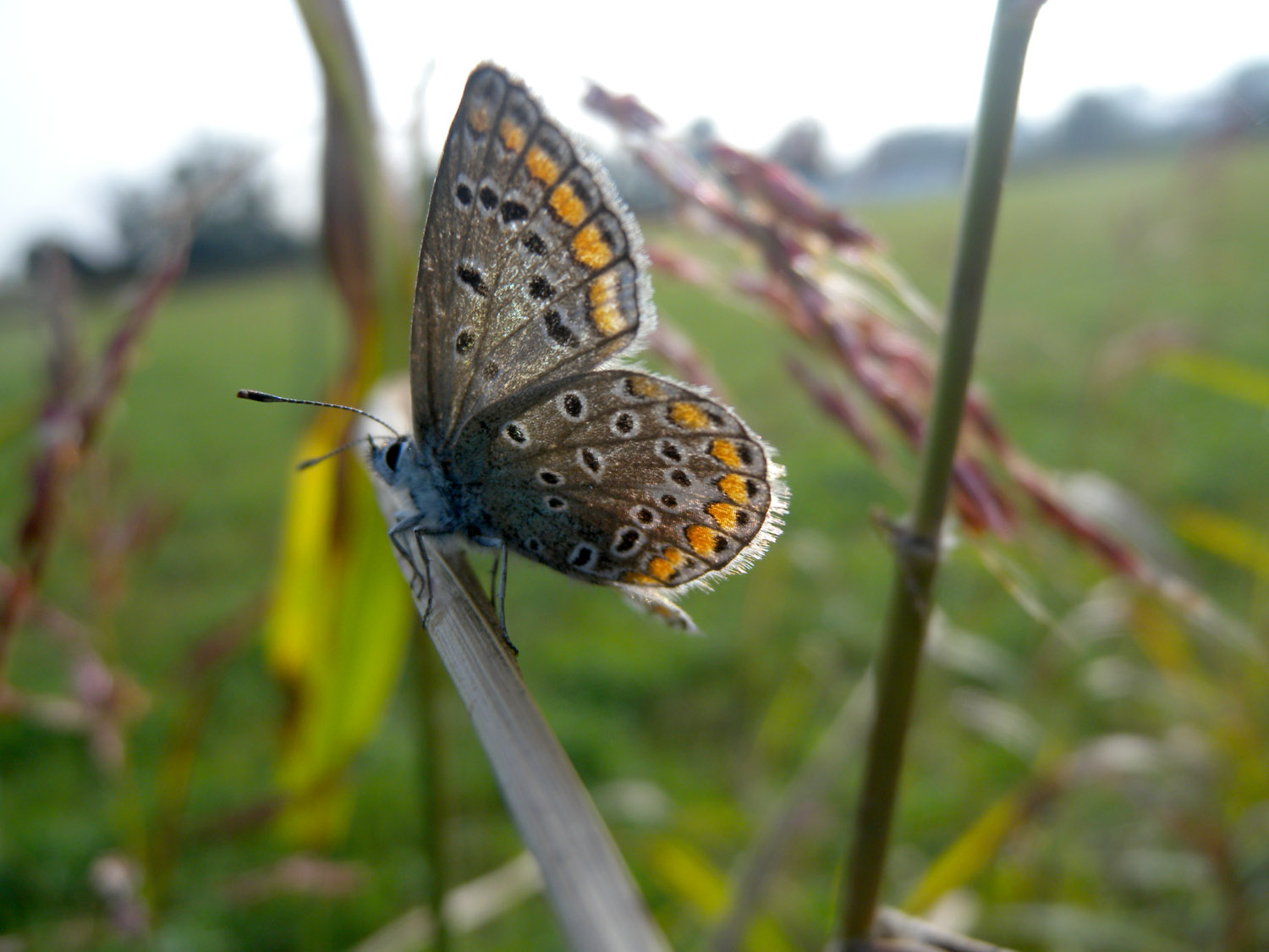 Polyommatus ? - S, Polyommatus icarus